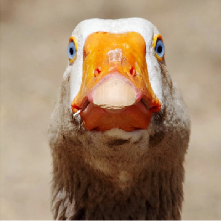 THE GUARDIAN GAGGLE