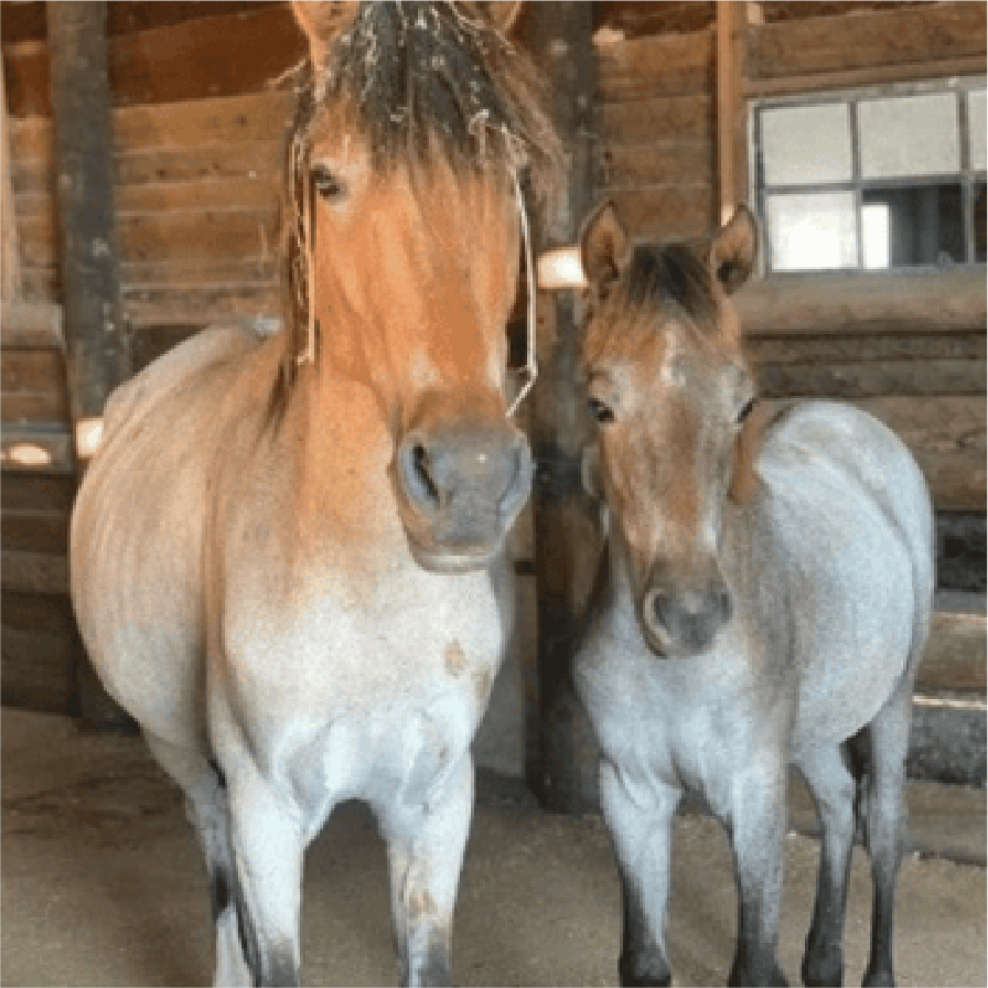 FLICKA & MUSTANG SALLY