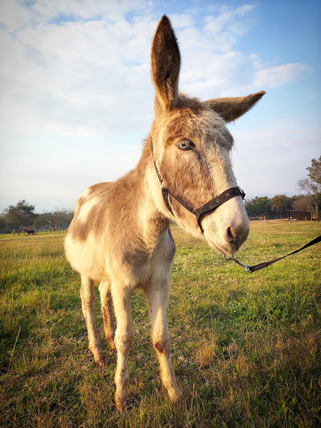 Join the Long Ears Club