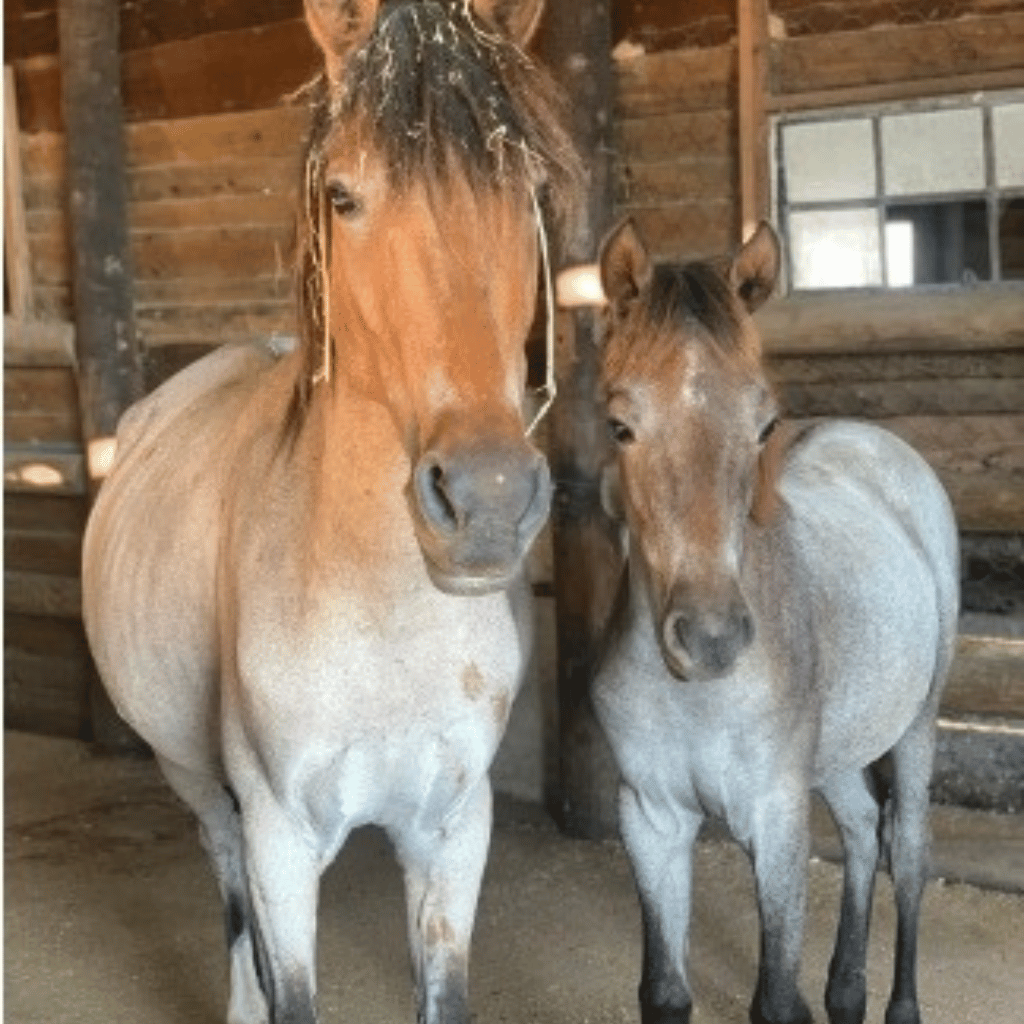 Flicka and Mustang Sally