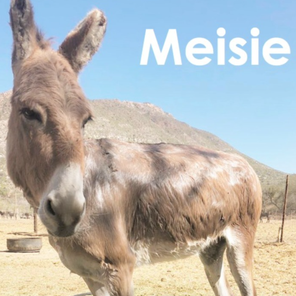 Meisie