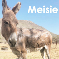 Meisie