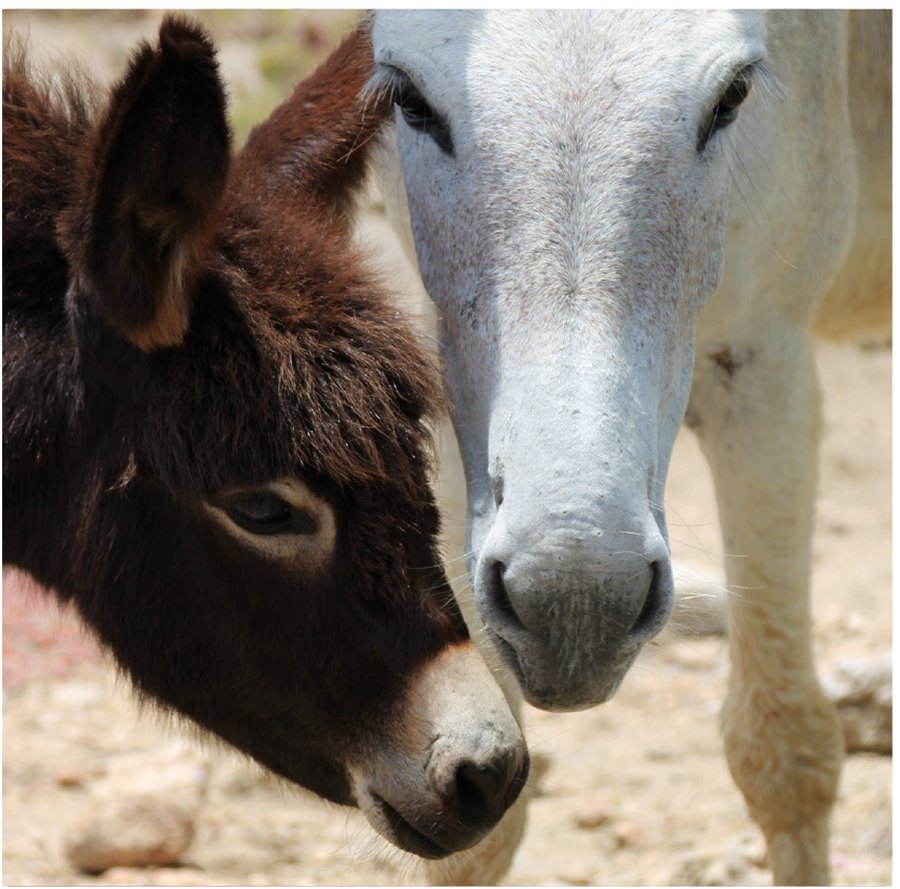 Care of Orphan Donkey Foals
