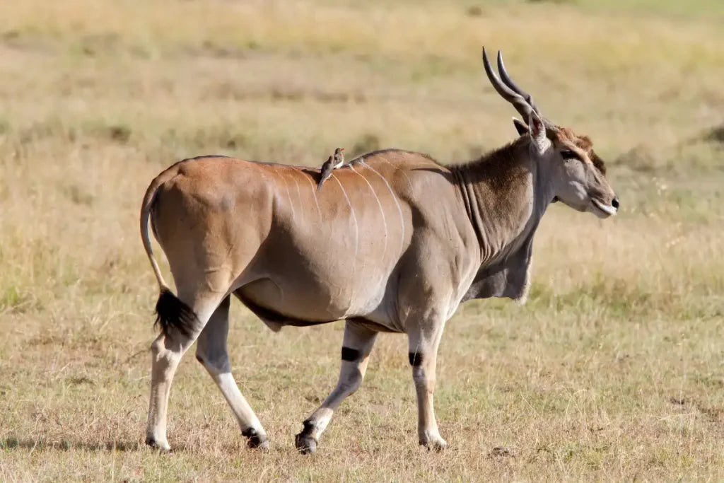 A sanctuary for animals. A future for the wild.
