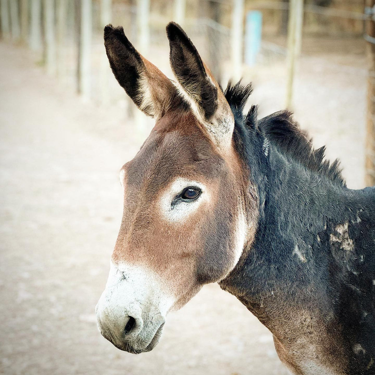 It started with four donkeys