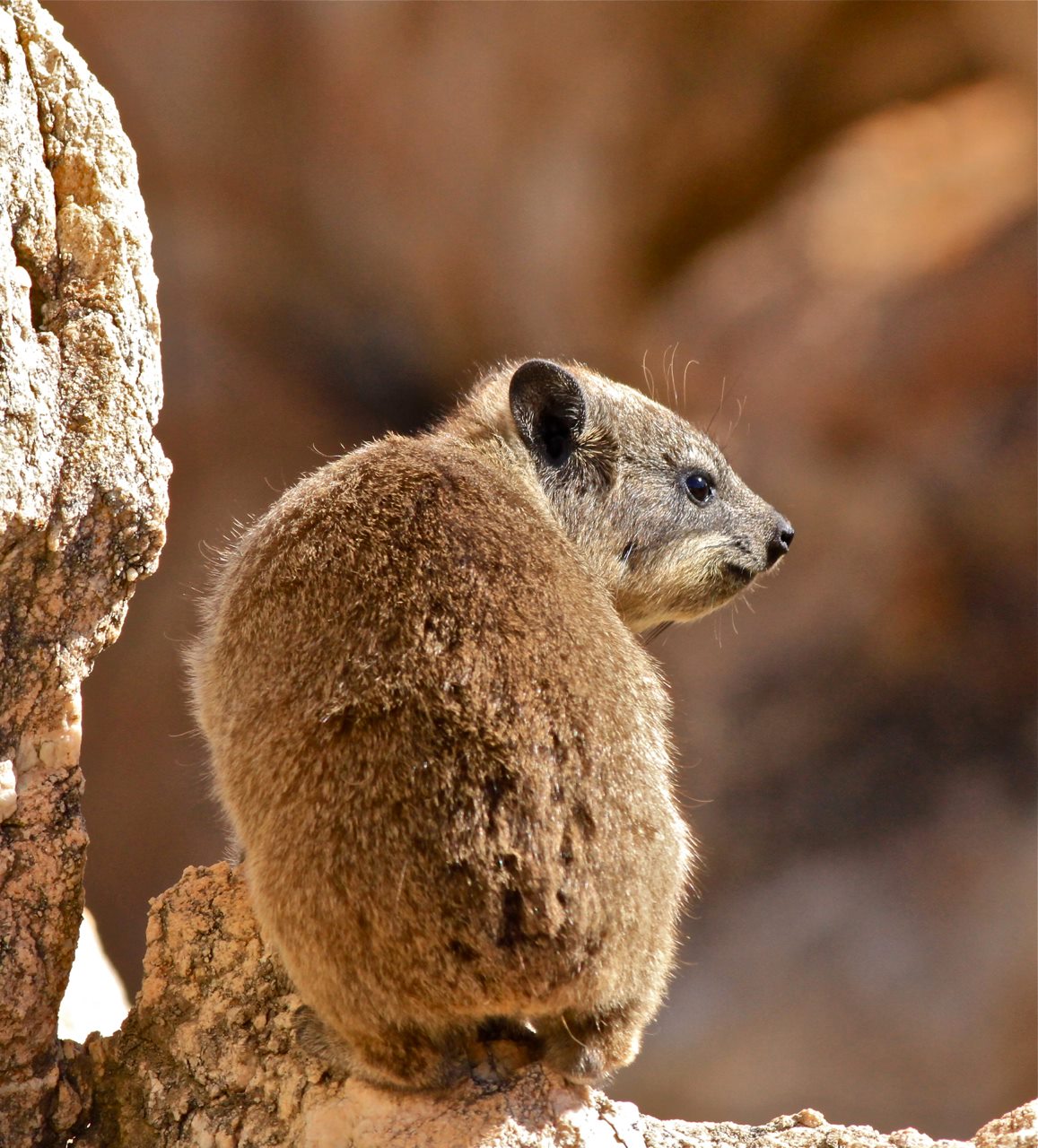 Where animal welfare meets conservation