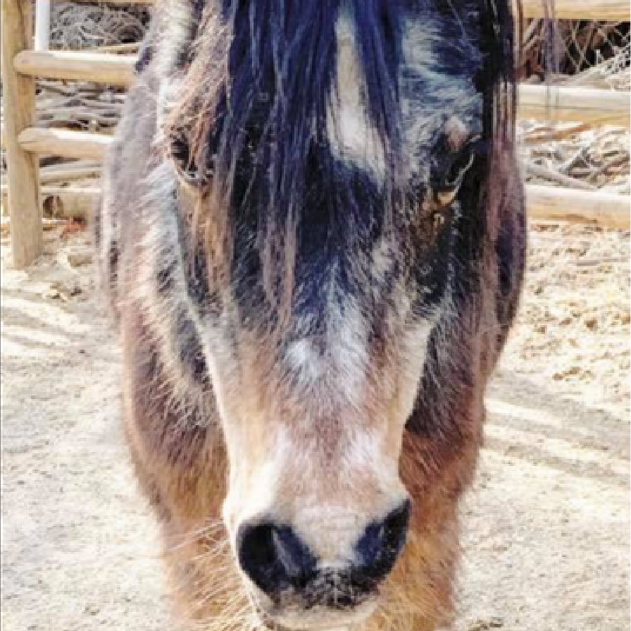 CHEYENNE