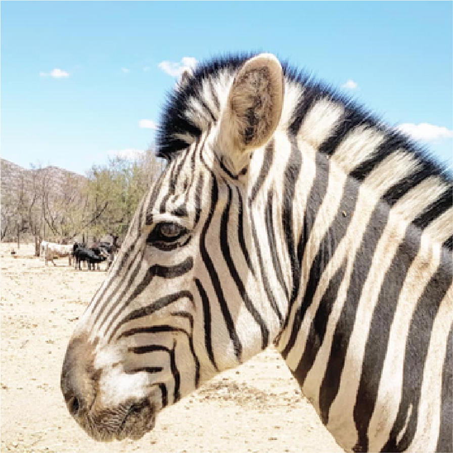 SERENGETI