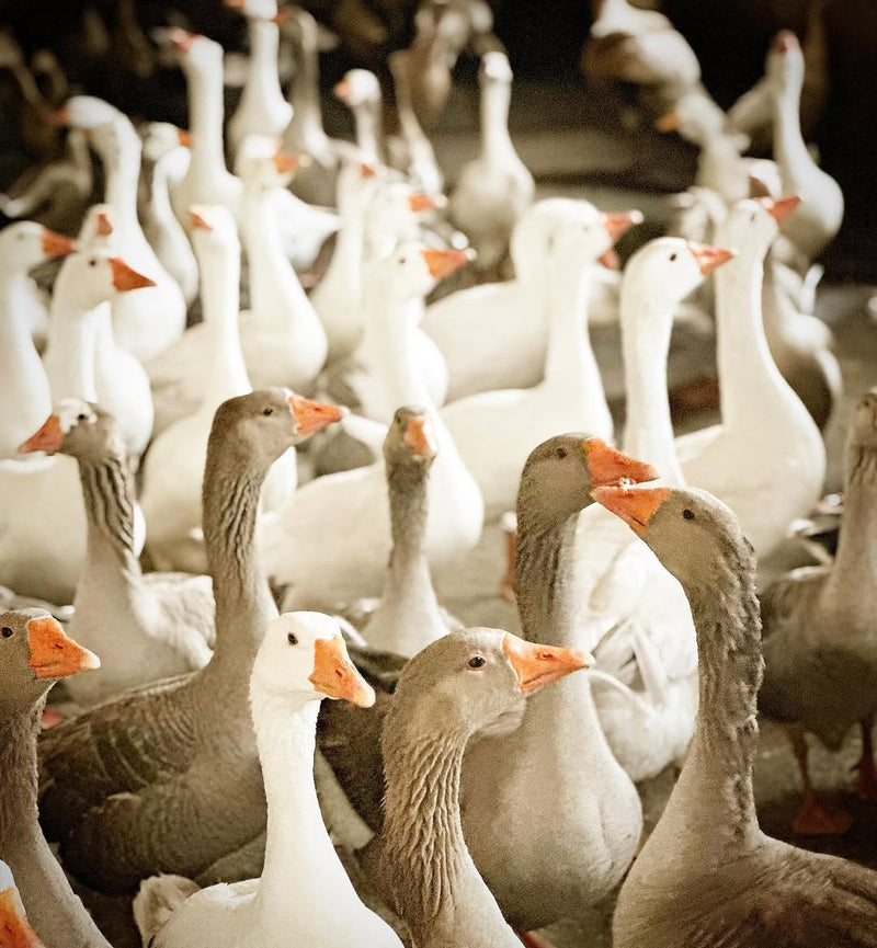 Other Animals In Our Care