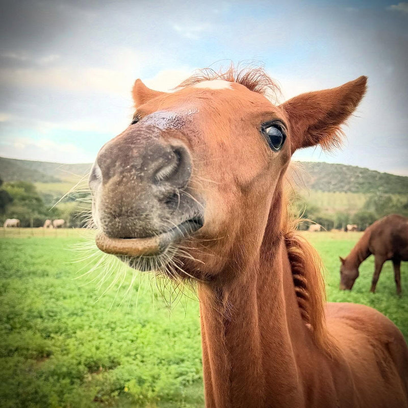 Horses & Mules
