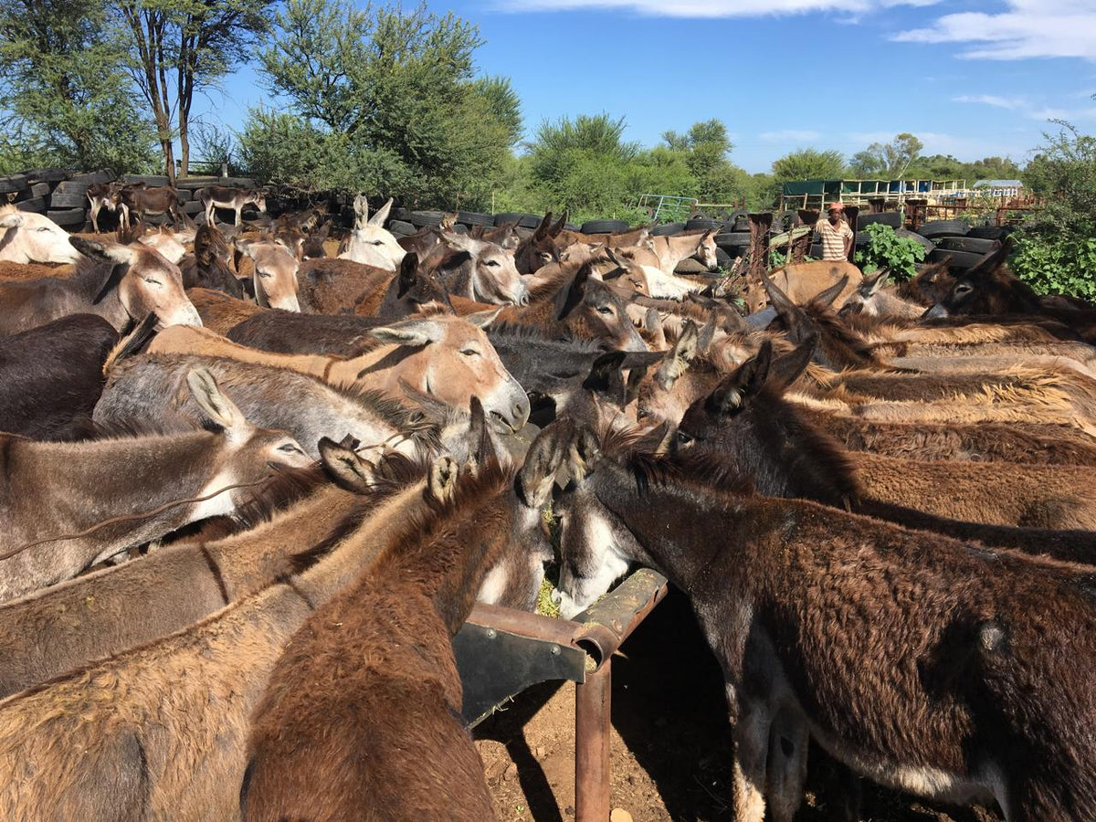 From four donkeys to Africa's largest equine sanctuary