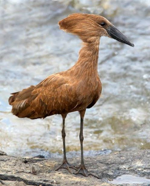 Conservation