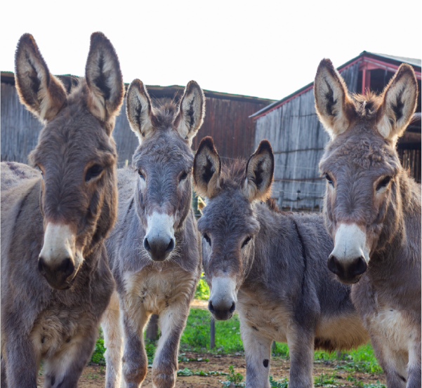 Donkeys