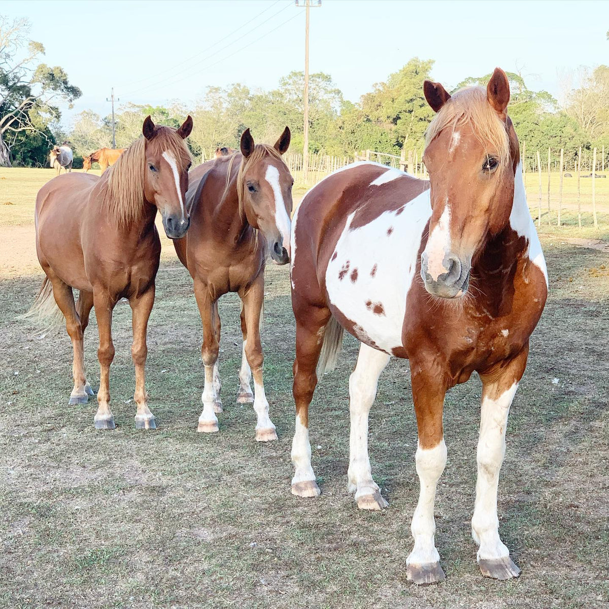 Horses and Mules