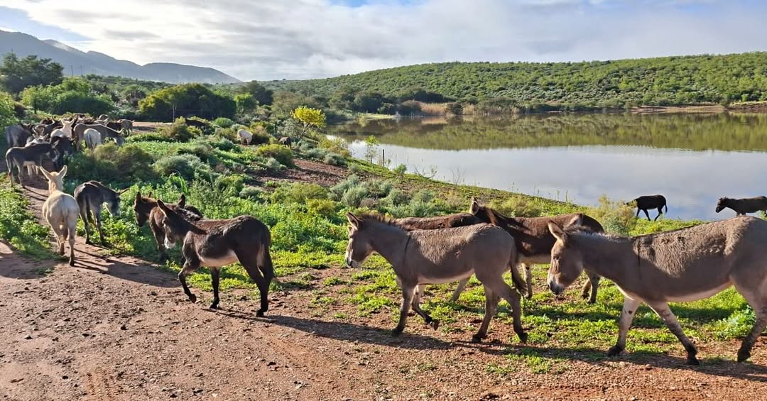 Come and experience the Karoo Donkey Sanctuary