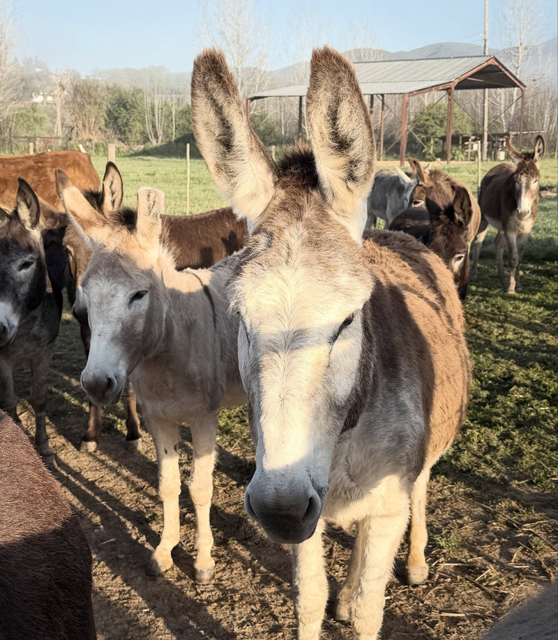 Join the Long Ears Club