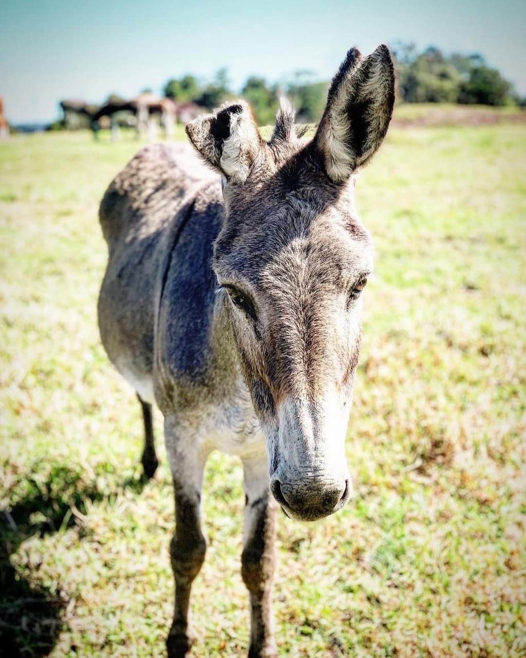Rescue, rehabilitation and education