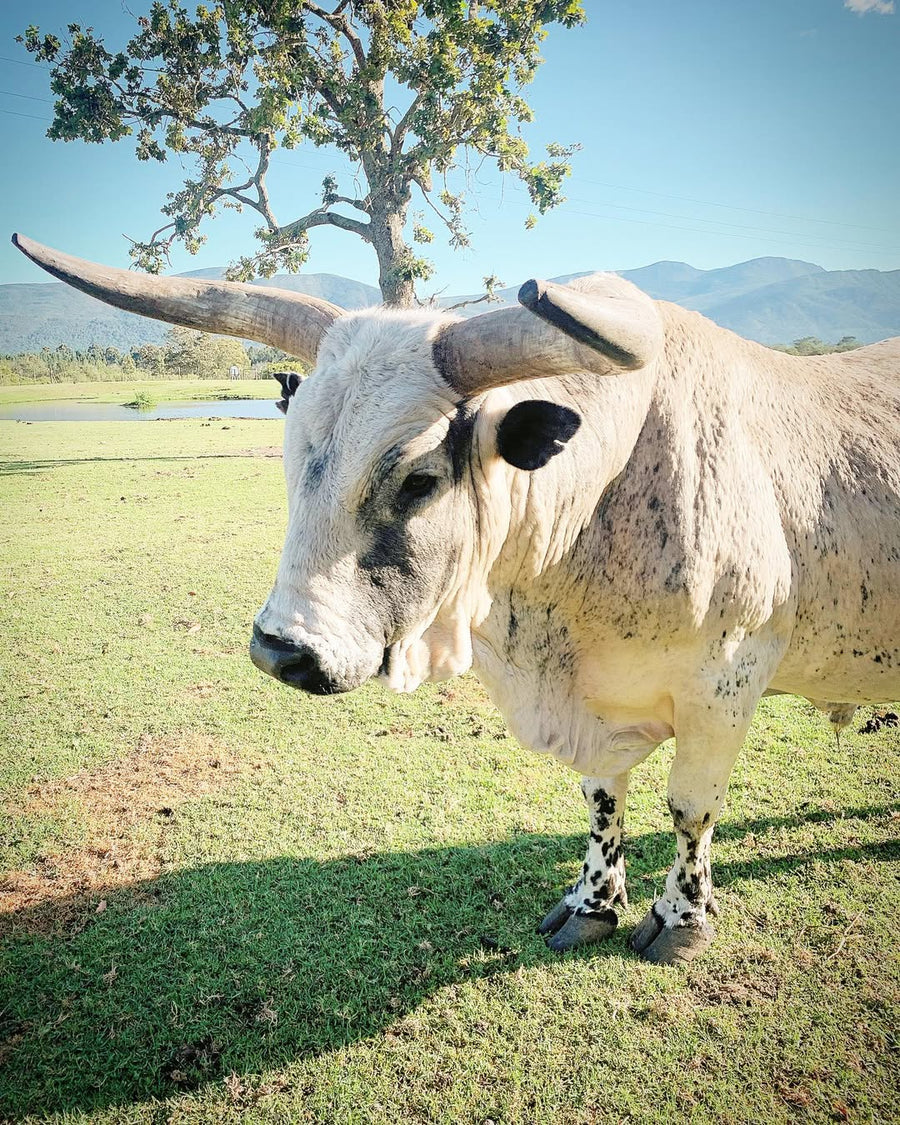Inyanga
