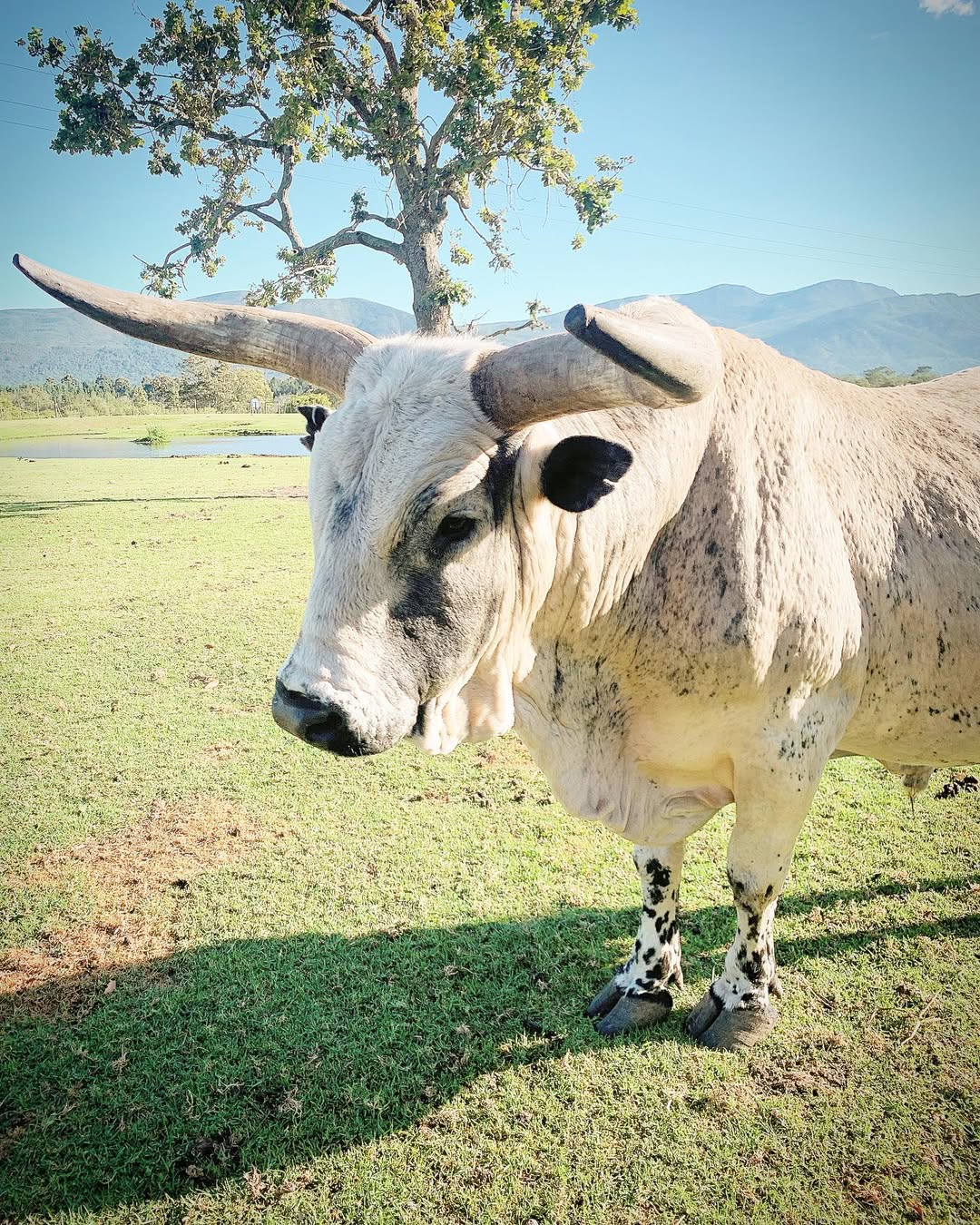 Inyanga
