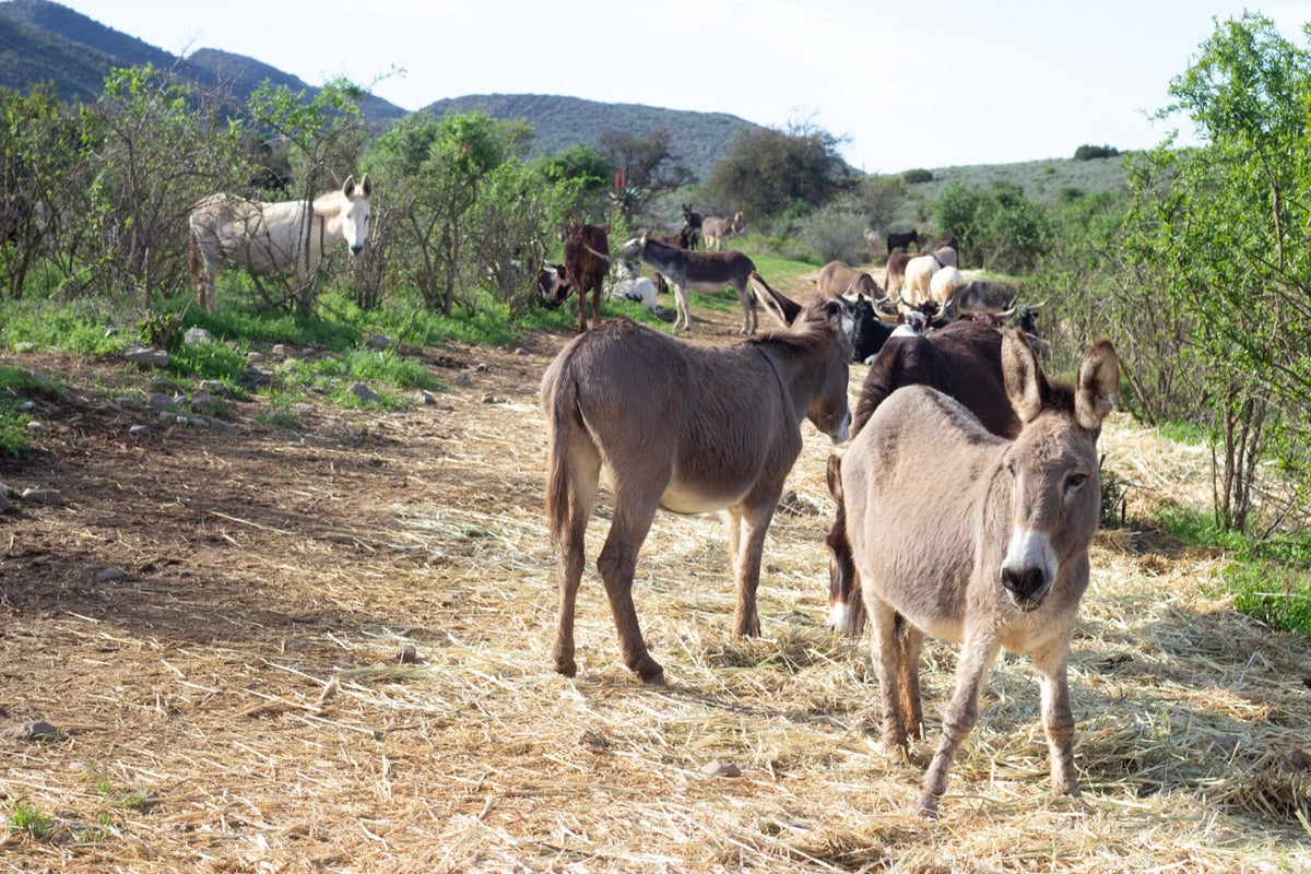 Donkeys: the heart of Karoo Donkey Sanctuary