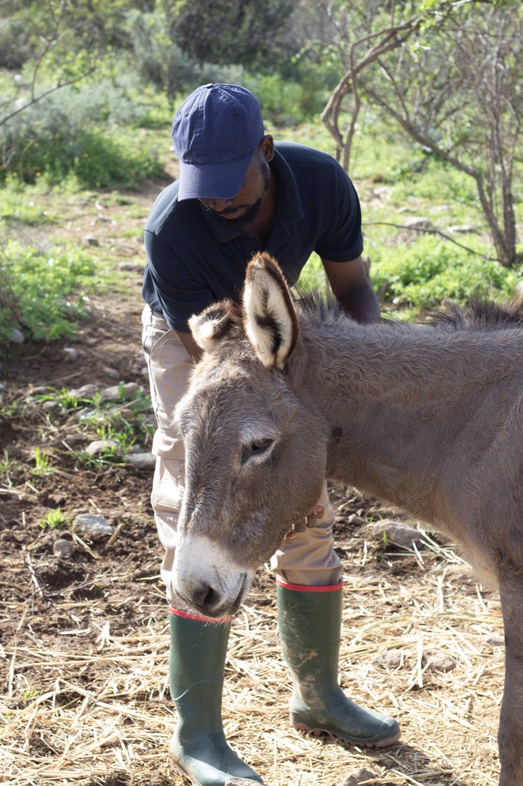 Understanding and caring for donkeys