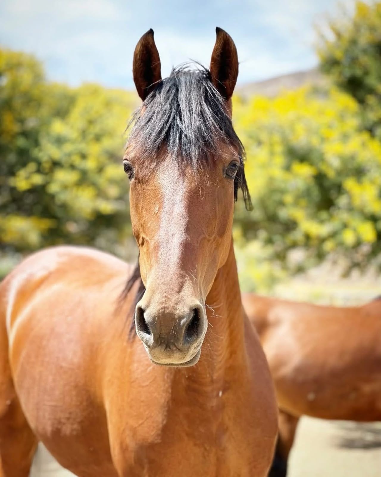From rescue to sanctuary